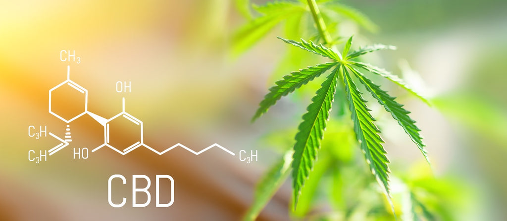 CBD Guia para Principiantes