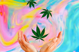 Cannabis: una historia de Amor y Contradicciones