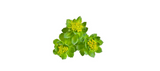 Polvo Rhodiola Rosea 3% 100 g